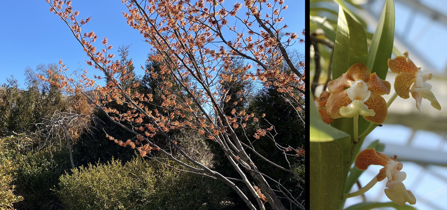 [Welcome image: Upload from IrisBG]