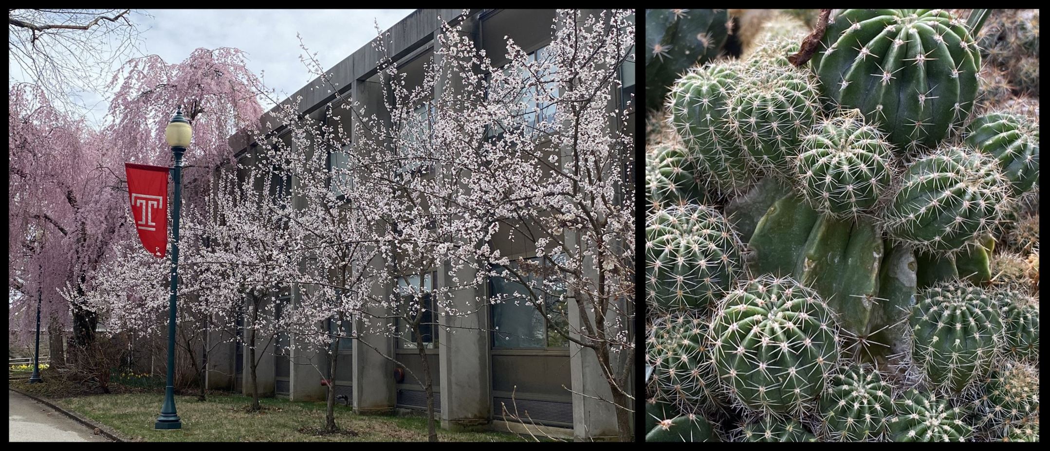 [Welcome image: Upload from IrisBG]